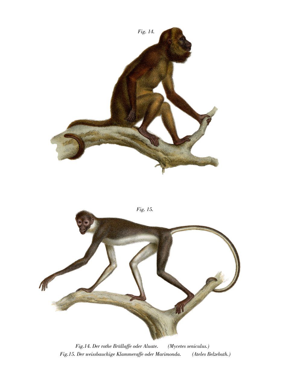 Macaco-Uivador Vermelho, 1860 de German School