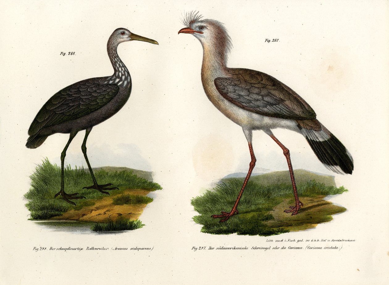 Seriema de Pernas Vermelhas, 1864 de German School