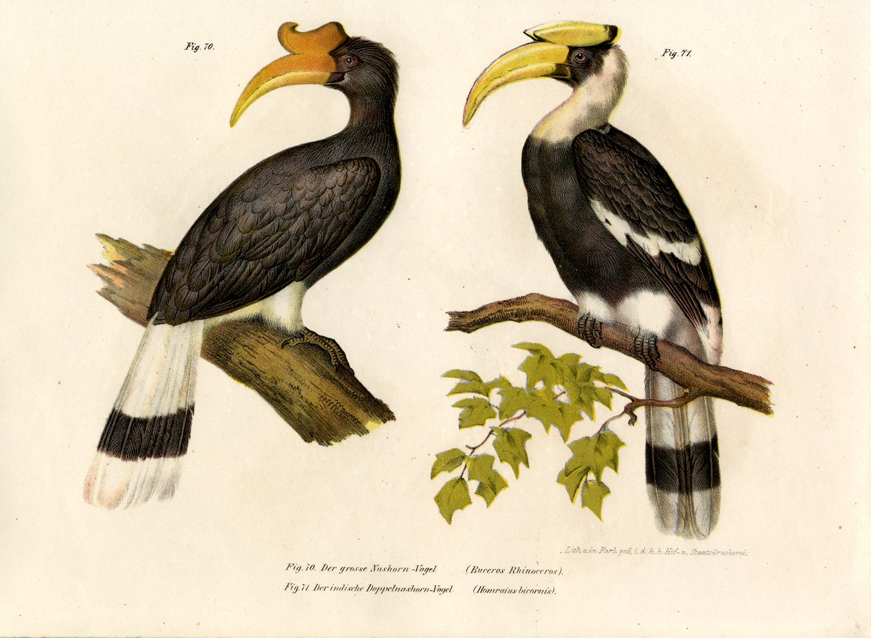 Hornbill de rinoceronte, 1864 de German School