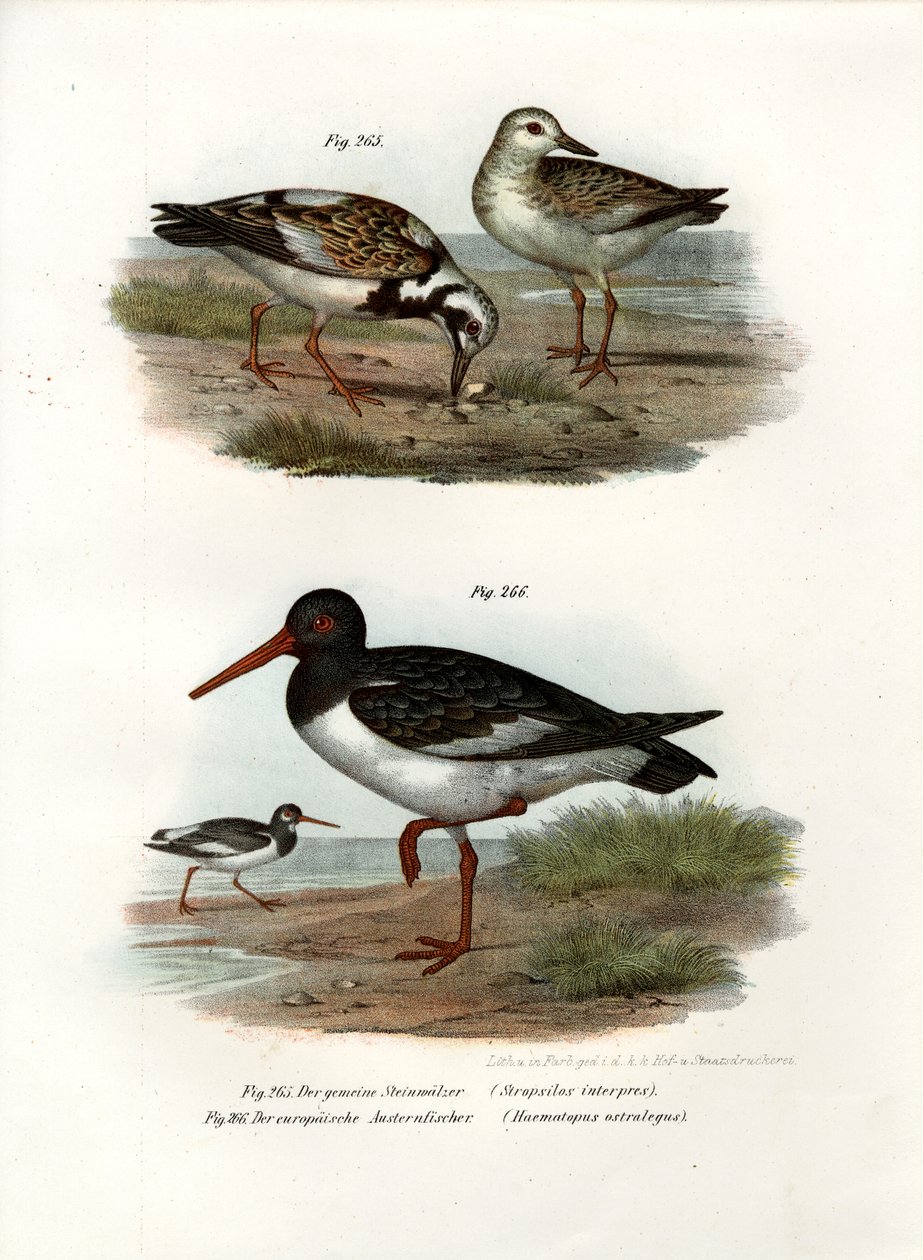 Ruddy Turnstone, 1864 de German School