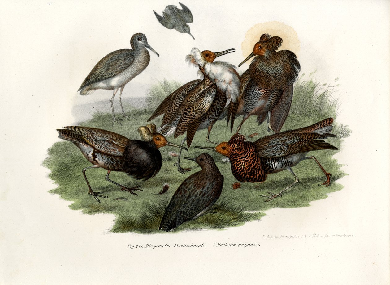 Ruff, 1864 de German School