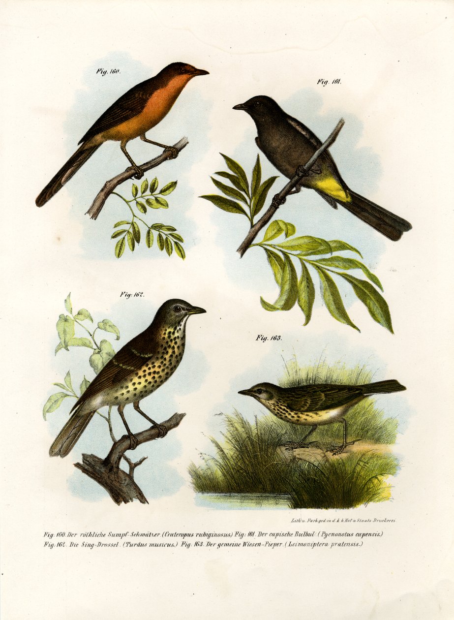 Babbler de peito-ruivo, 1864 de German School