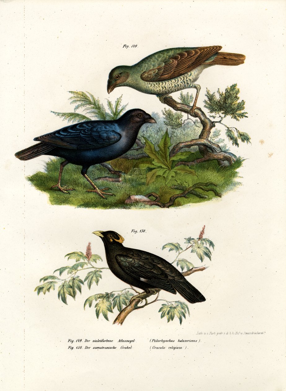 Pássaro de cetim Bower, 1864 de German School