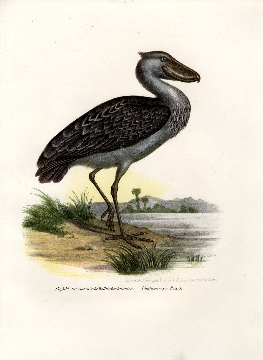 Shoebill, 1864 de German School