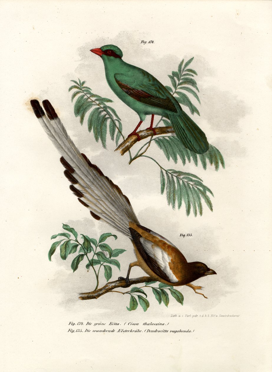 Pega Verde-de-cauda-curta, 1864 de German School