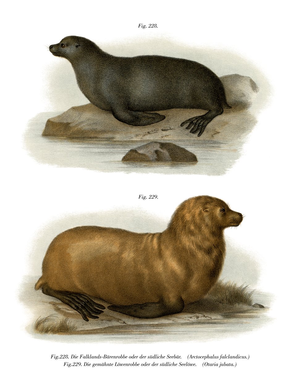 Lobo-marinho-sul-americano, 1860 de German School