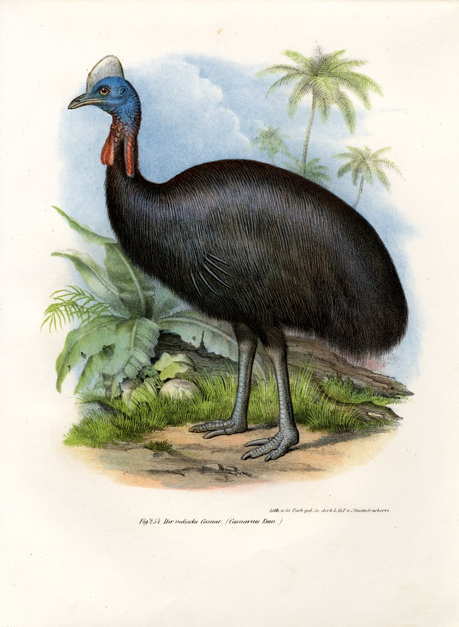 Cassowary do Sul, 1864 de German School
