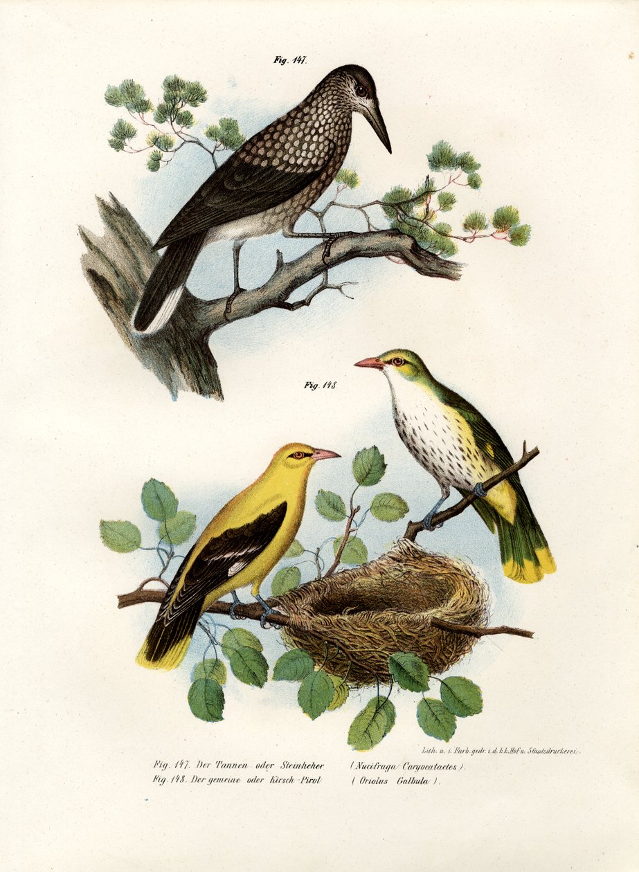 Quebra-Nozes Manchado, 1864 de German School