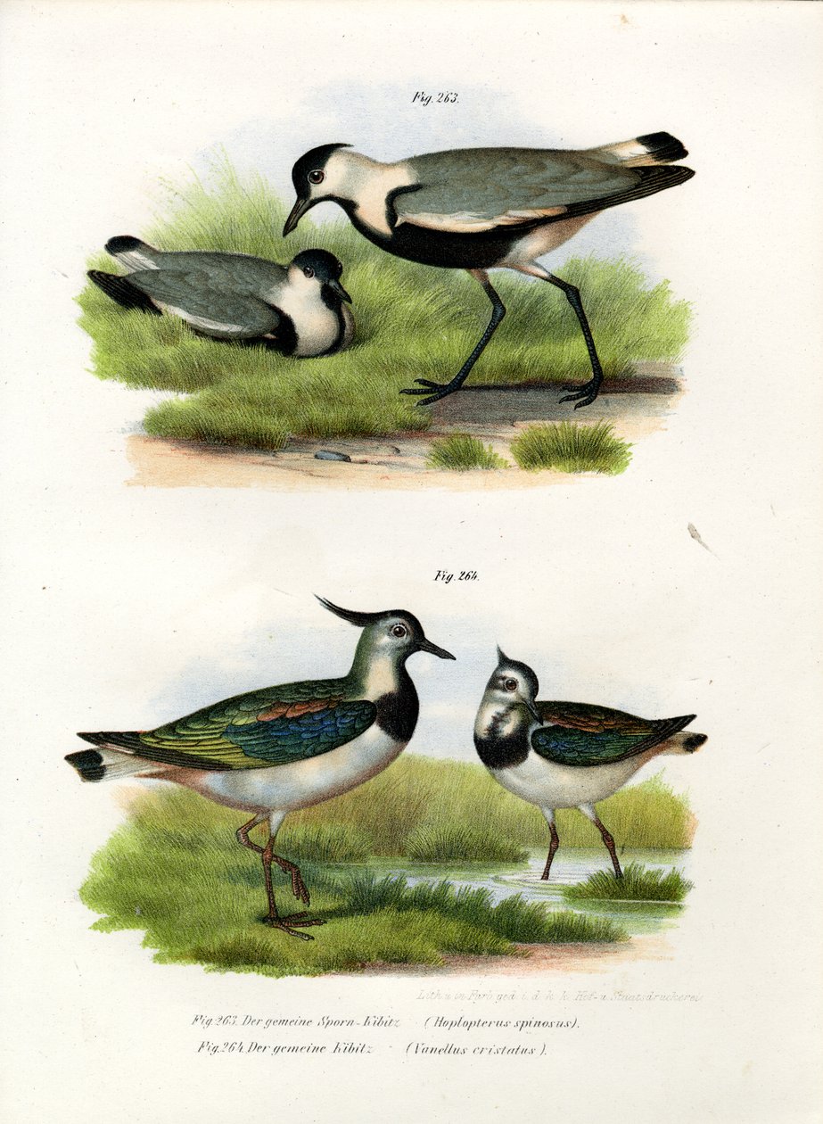 Abibe-de-asa-espinhosa, 1864 de German School