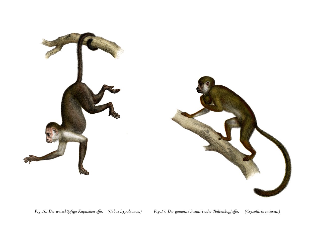 Macaco-esquilo, 1860 de German School