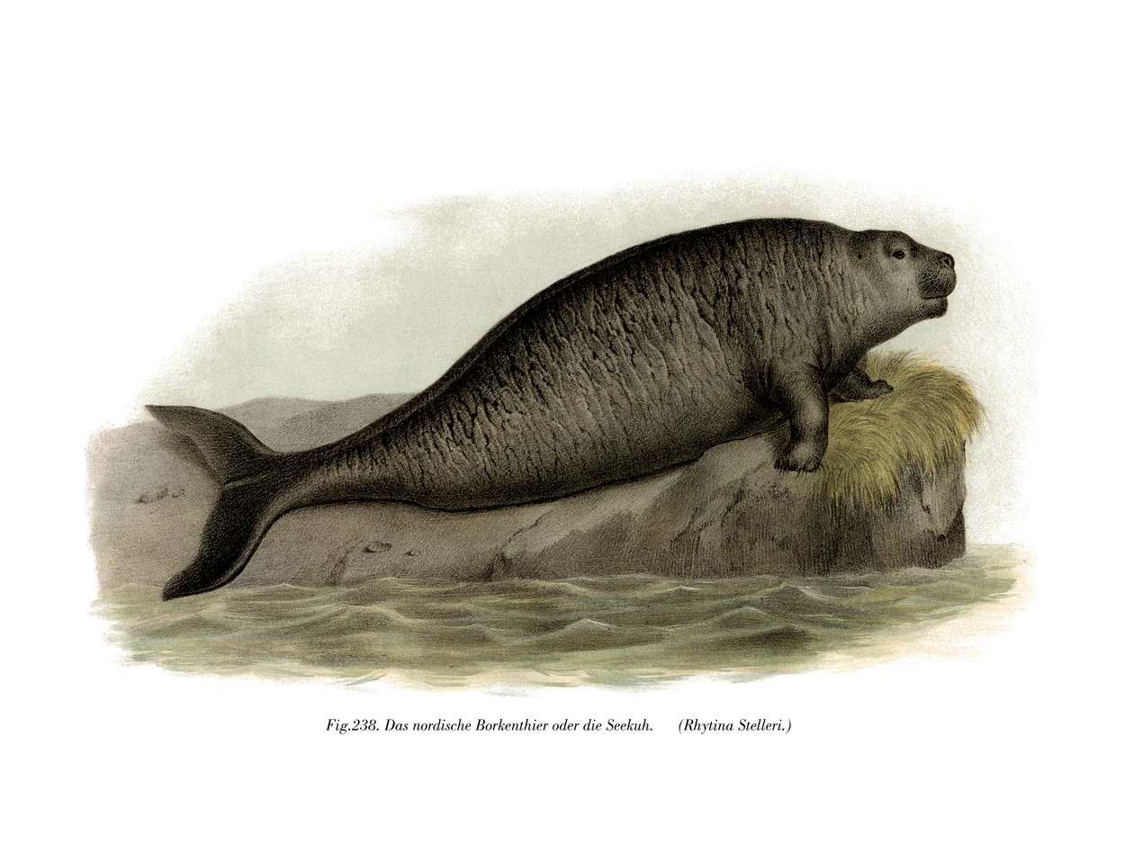 Vaca de mar de Stellers, 1860 de German School