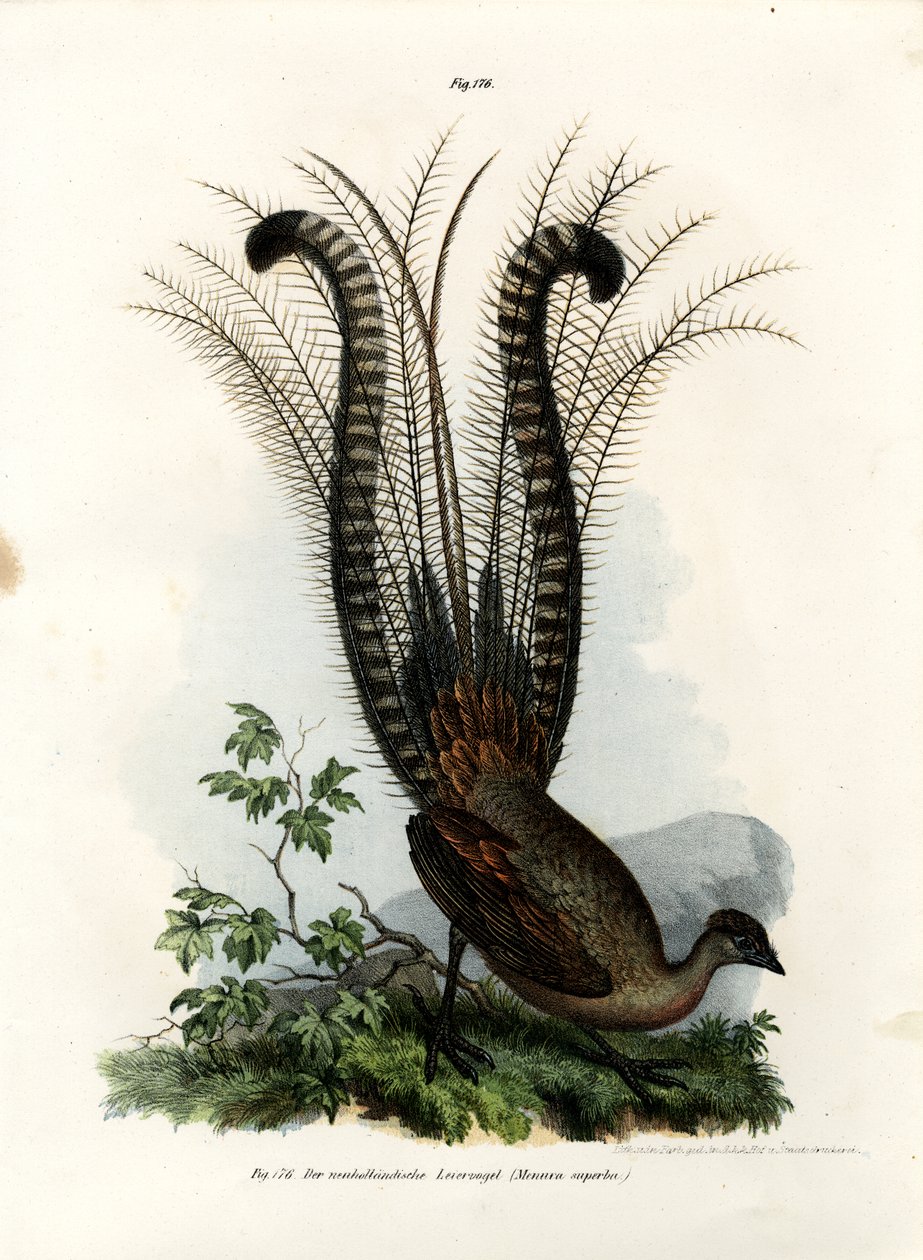 Soberano Lira Arcana, 1864 de German School