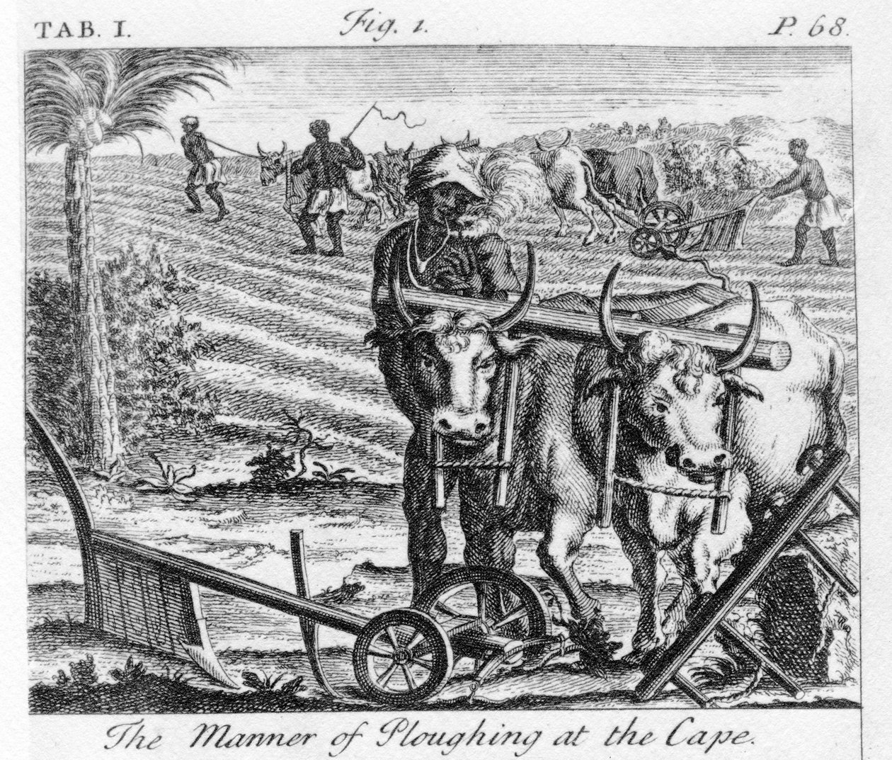 A maneira de arar no cabo, uma ilustração em &39;O presente estado do cabo da boa-esperança: vol II&39;, publicado de 1731 de German School