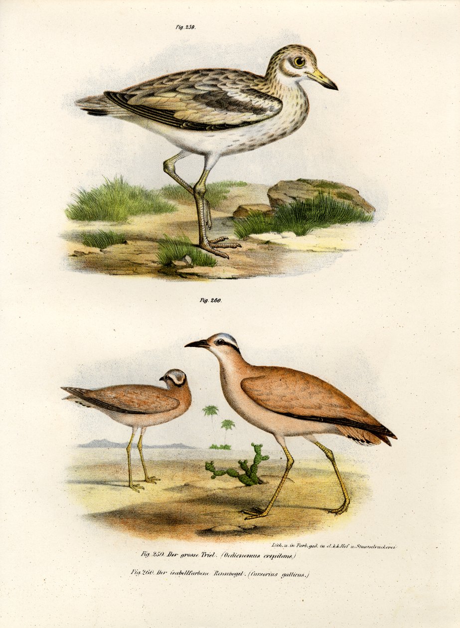 Bustard de joelhos grossos, 1864 de German School