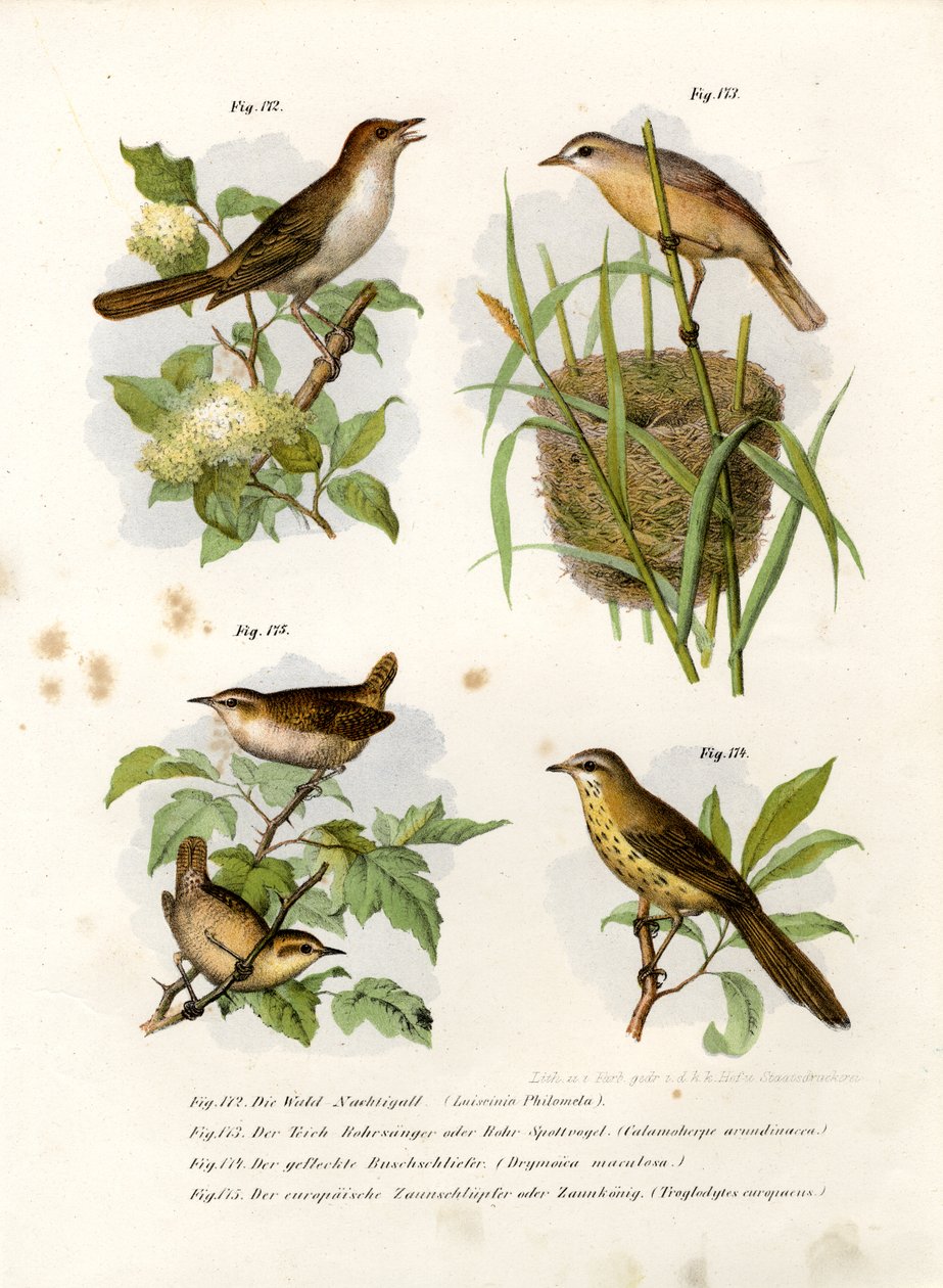 Nightingale do Thrush, 1864 de German School