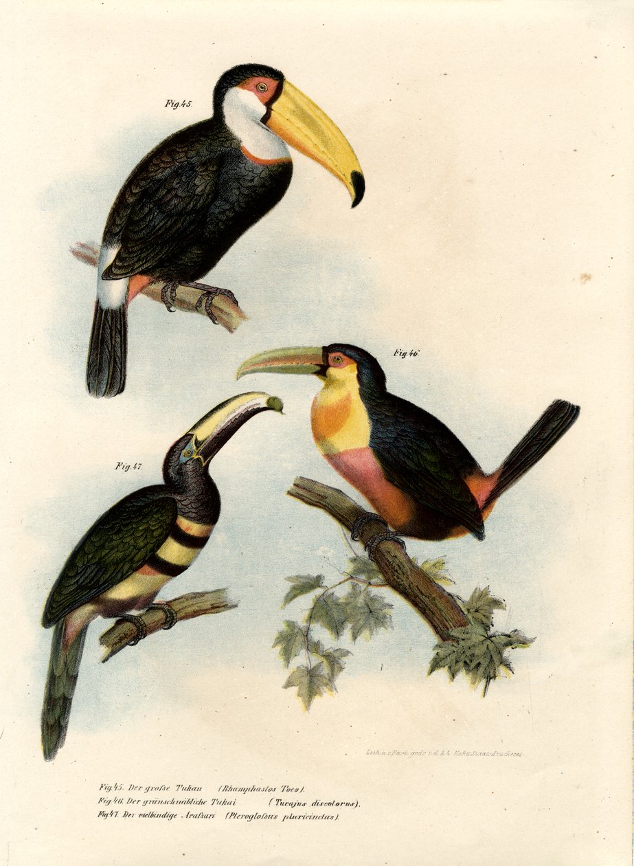 Toco Toucan, 1864  de German School