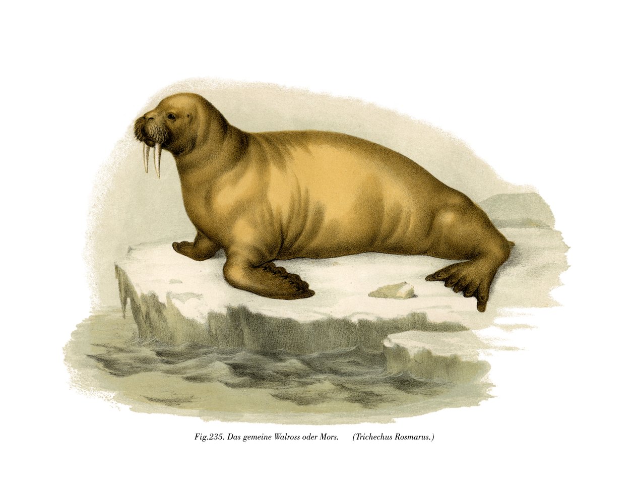 Morsa, 1860 de German School