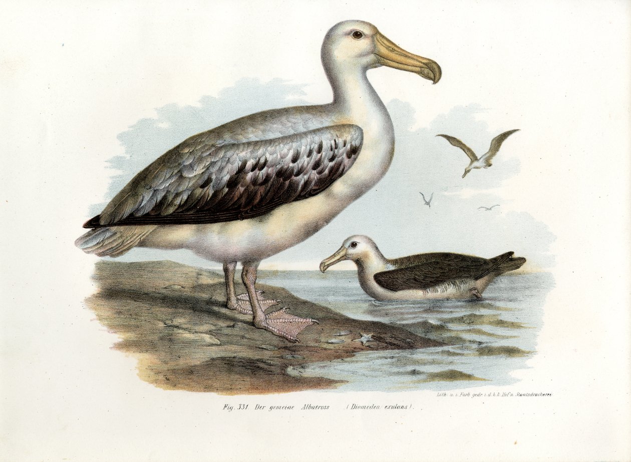 Albatroz-errante, 1864 de German School