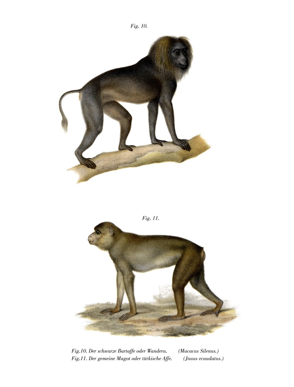 Macaco Wanderoo, 1860 de German School