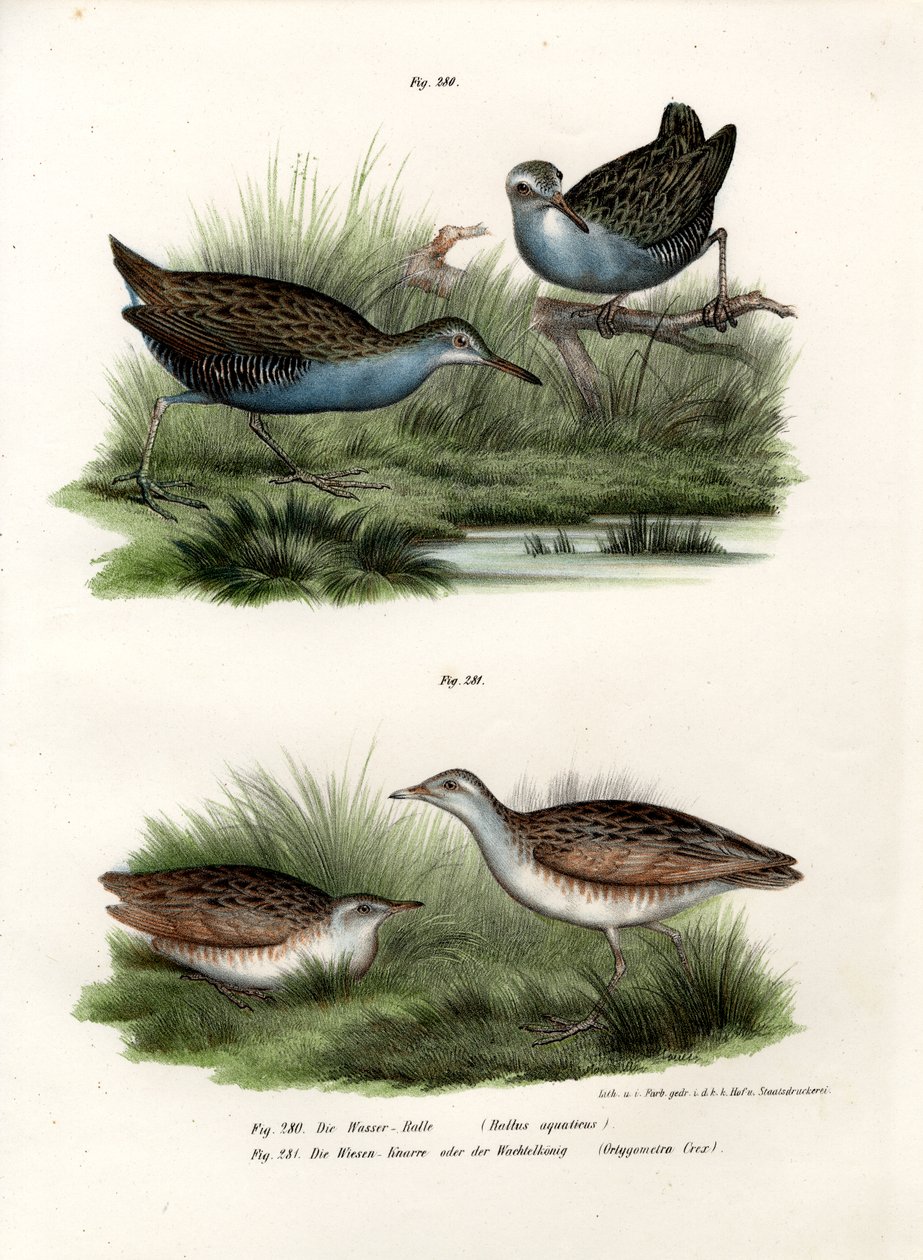 Trilho de água, 1864 de German School