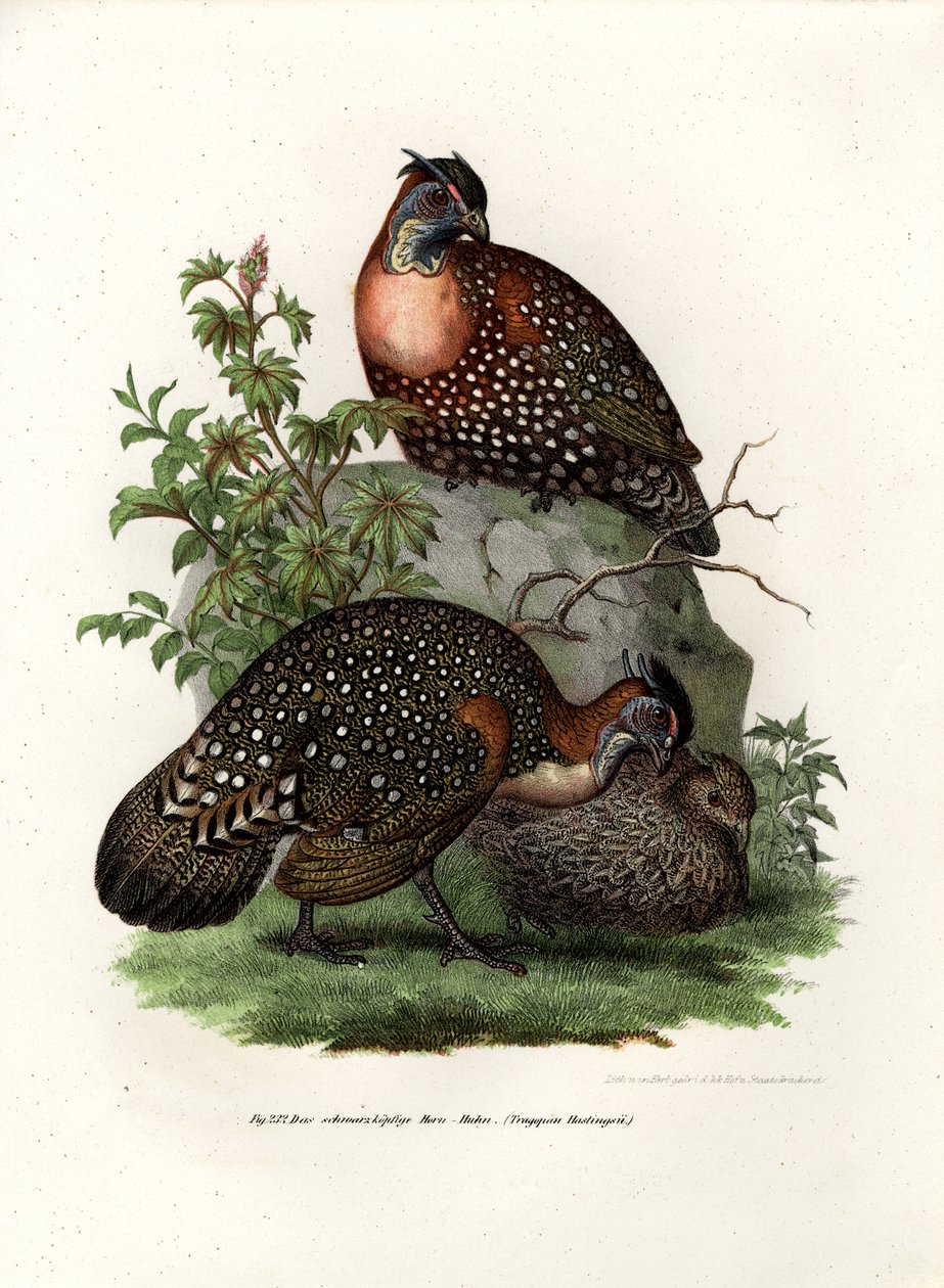 Tragopan ocidental, 1864 de German School