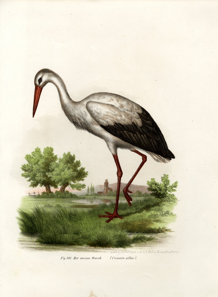 Cegonha-branca, 1864 de German School