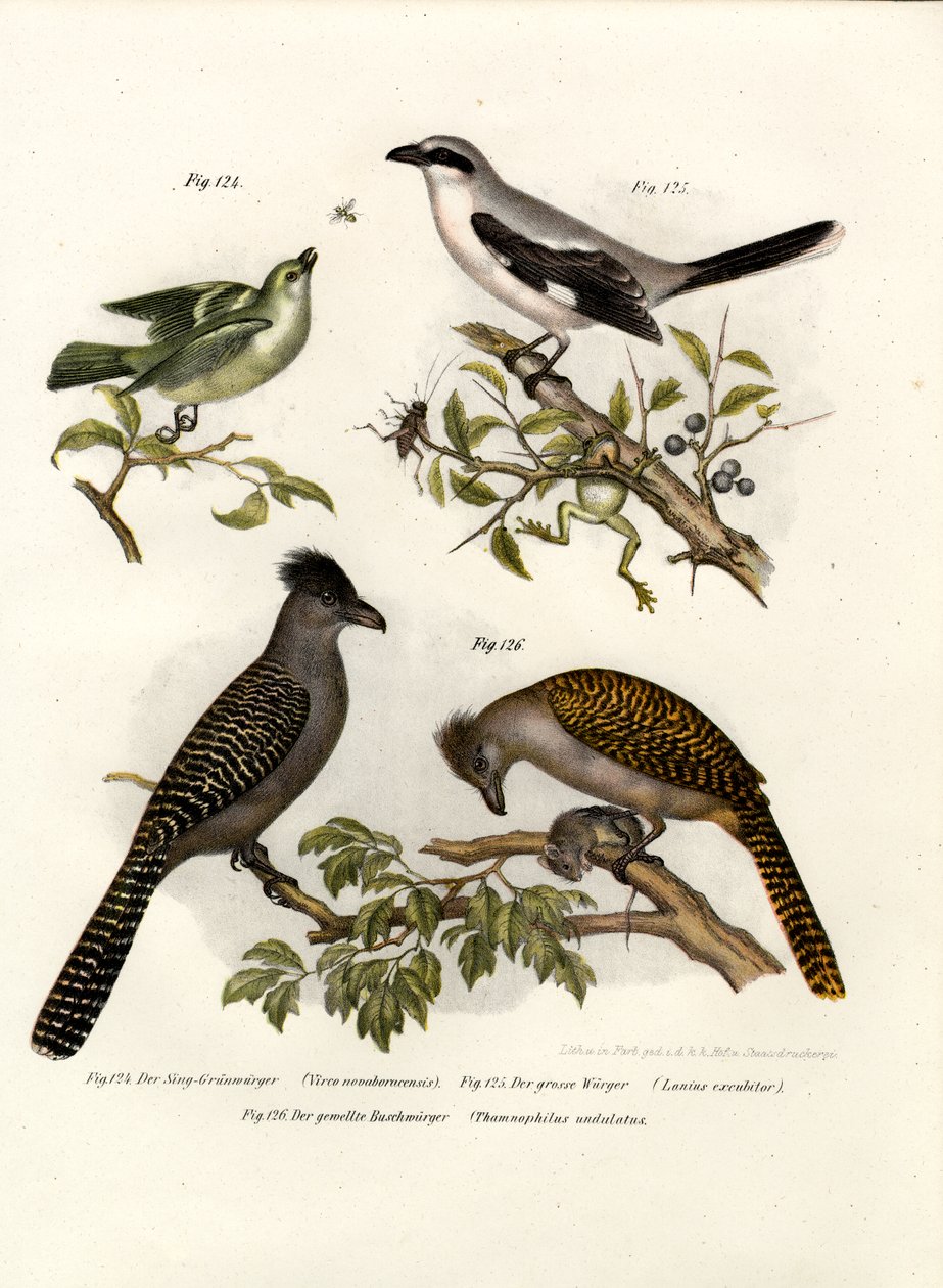 Vireo de olhos brancos, 1864 de German School