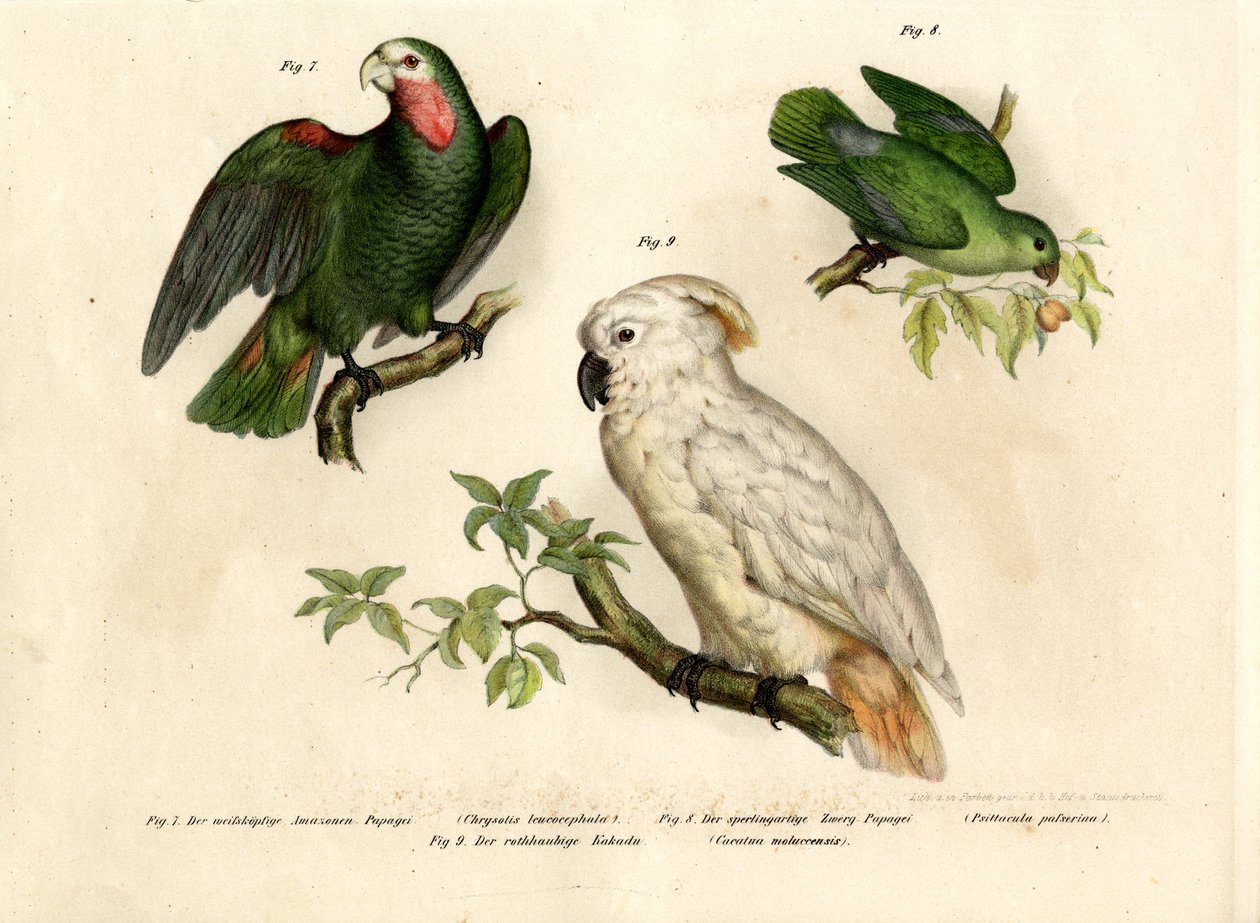 Papagaio-de-cabeça-branca, 1864 de German School