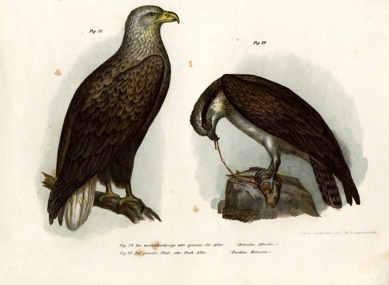 Águia Branco-atada, 1864 de German School