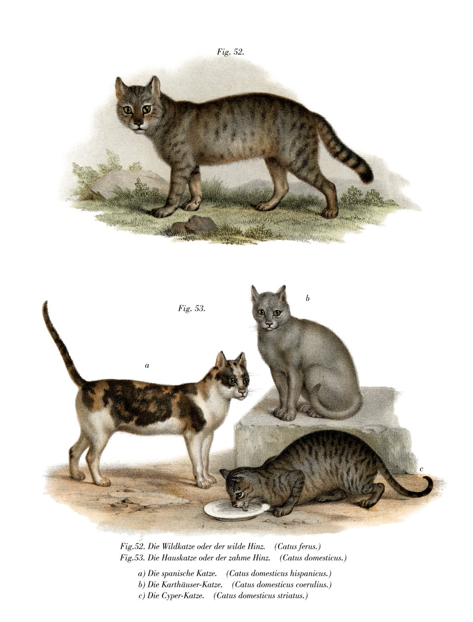 Wildcat, 1860 de German School
