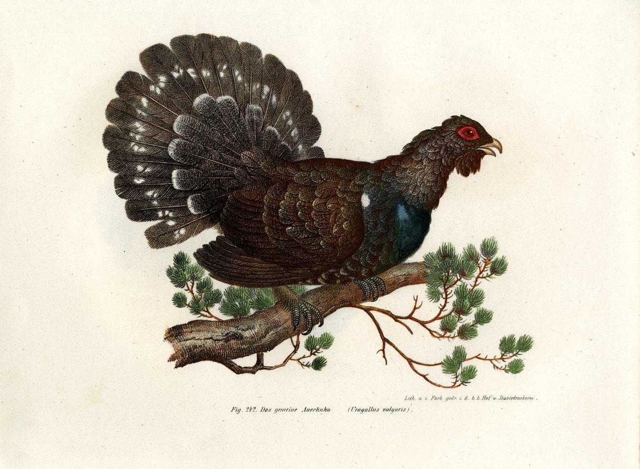 Grouse de madeira, 1864 de German School