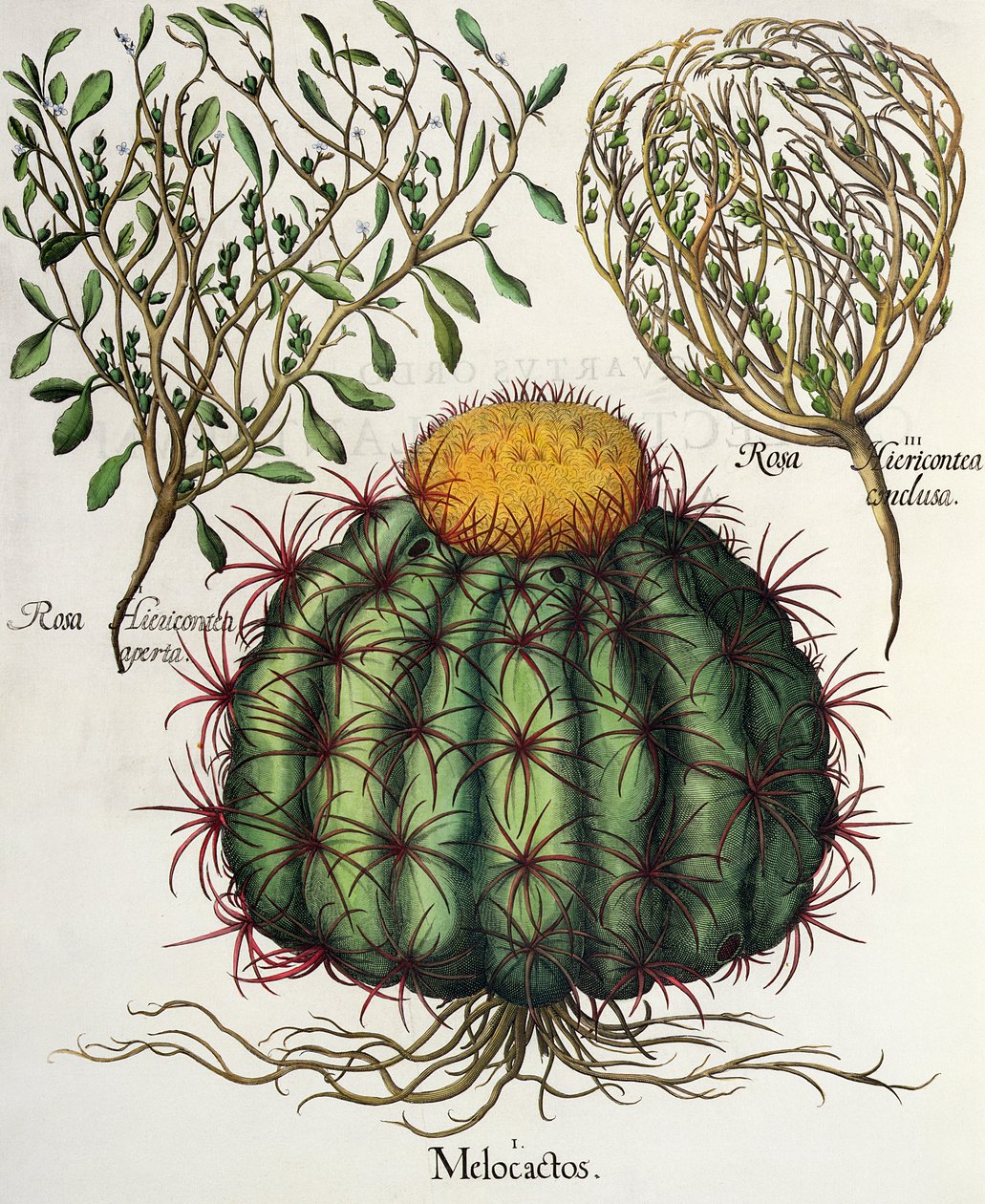 1.Melocactus; 2.Rosa Hiericontea aberta; 3.Rosa Hiericontea concluir da Eystettensis por Basil Besler (1561-1629), pub. 1613 de German School