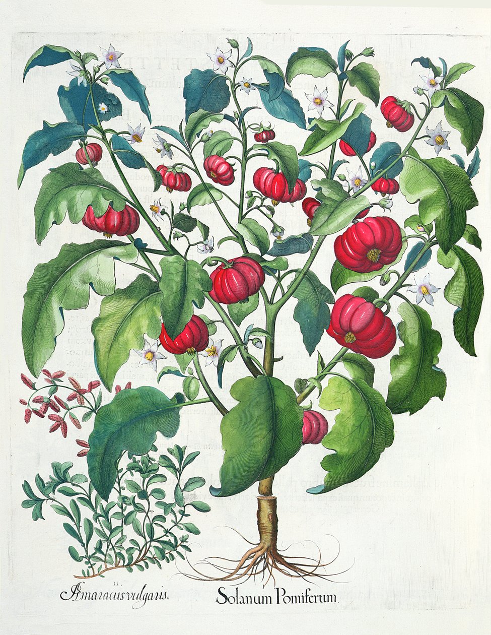 1.Solanum originando; 2.Amaracus são populares, a partir do Eystettensis por Basil Besler (1561-1629), pub. 1613 de German School