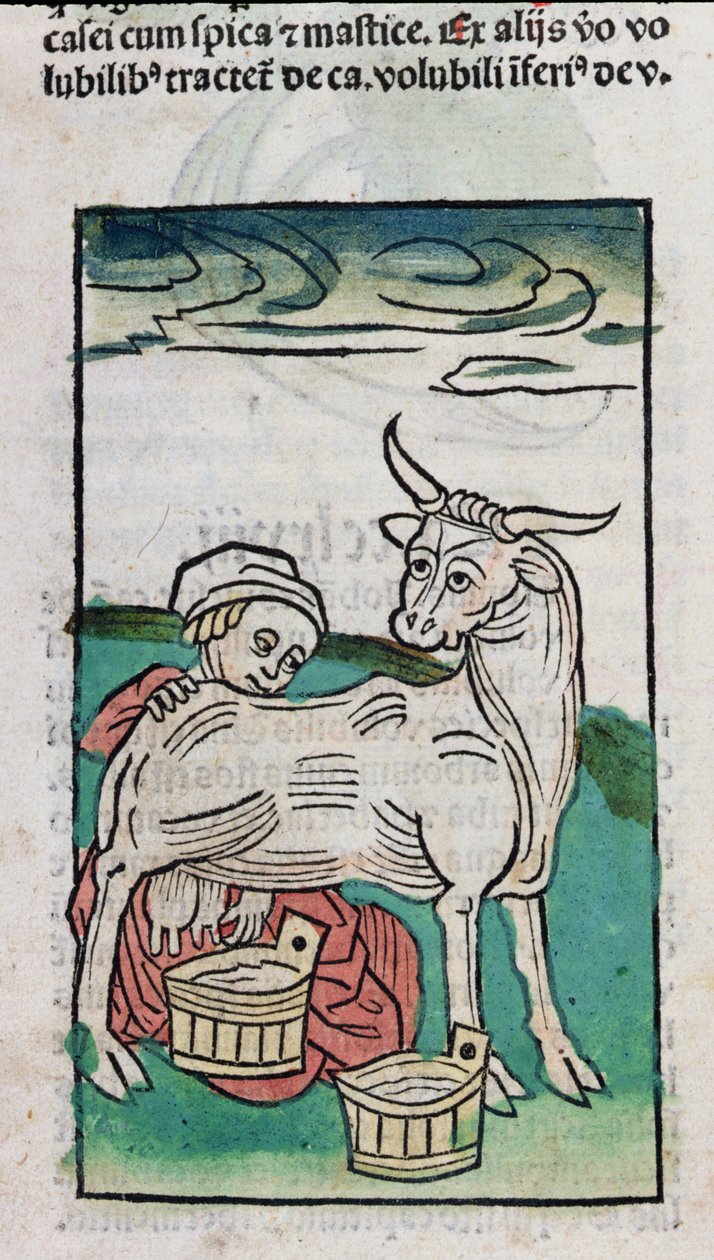 Uma empregada ordenhando uma vaca, 1491 (xilogravura colorida) de German School