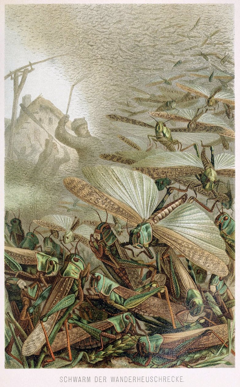 Um enxame de gafanhotos, de Brehms Tierleben, pub. Década de 1860 de German School