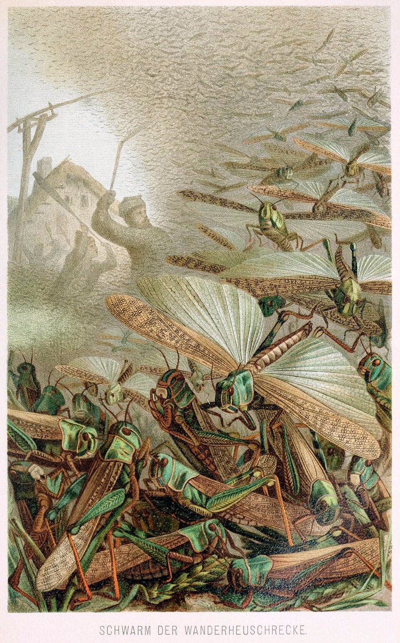Um enxame de gafanhotos, de Brehms Tierleben, pub. Litografia colorida de 1860, 1860. de German School