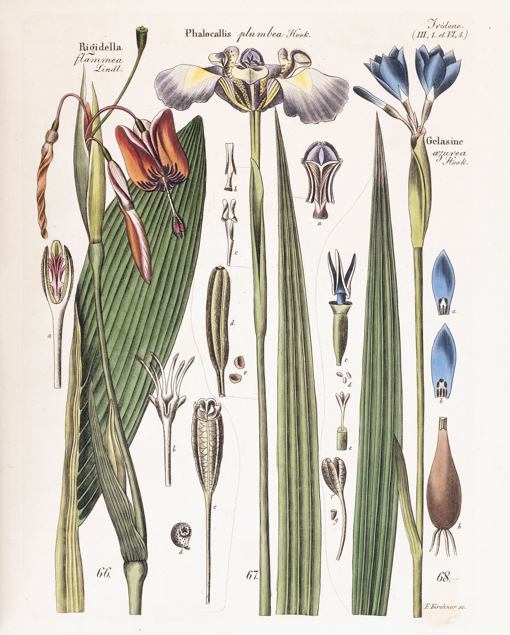 Uma placa do "Diário para jardineiros, botânicos e amigos de flores", 1840-43 de German School