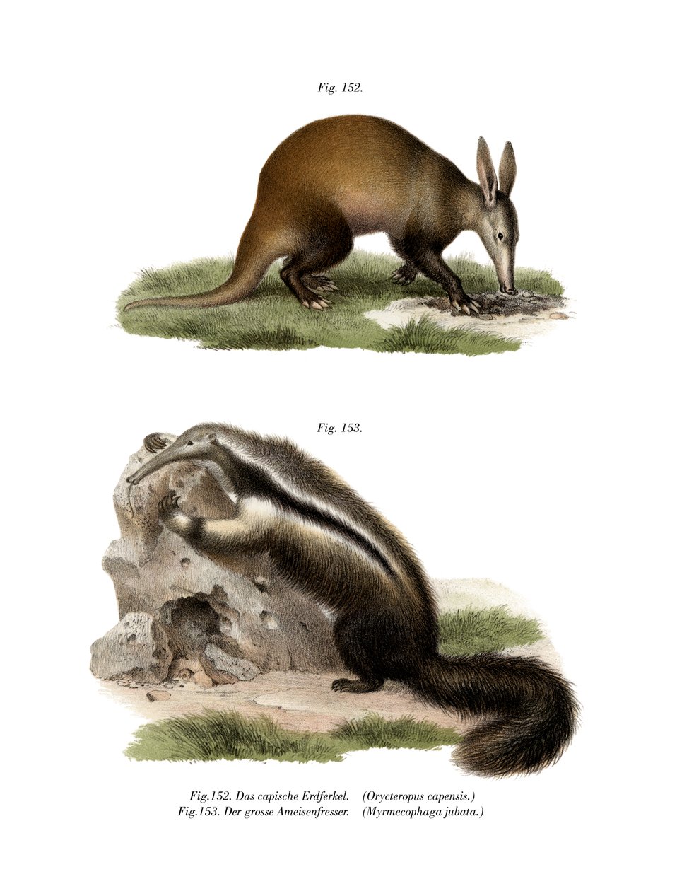 Aardvark, 1860 de German School