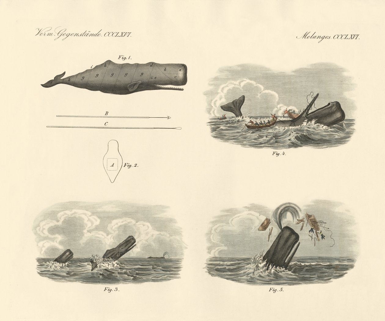 Sobre o modo de vida e a captura da baleia trompeta de cabeça grande ou cachalote (gravura colorida) de German School