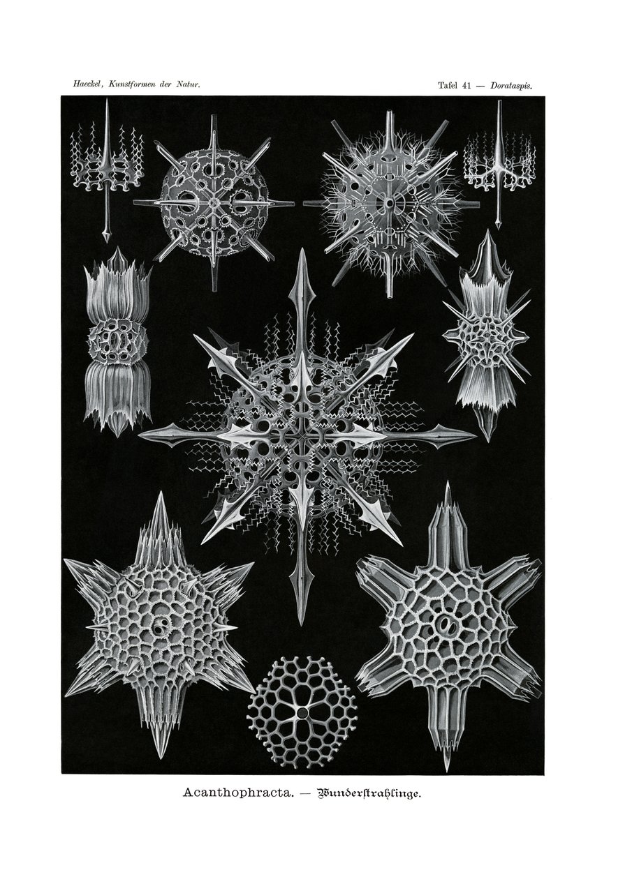 Acanthophracta, 1899-1904 de German School