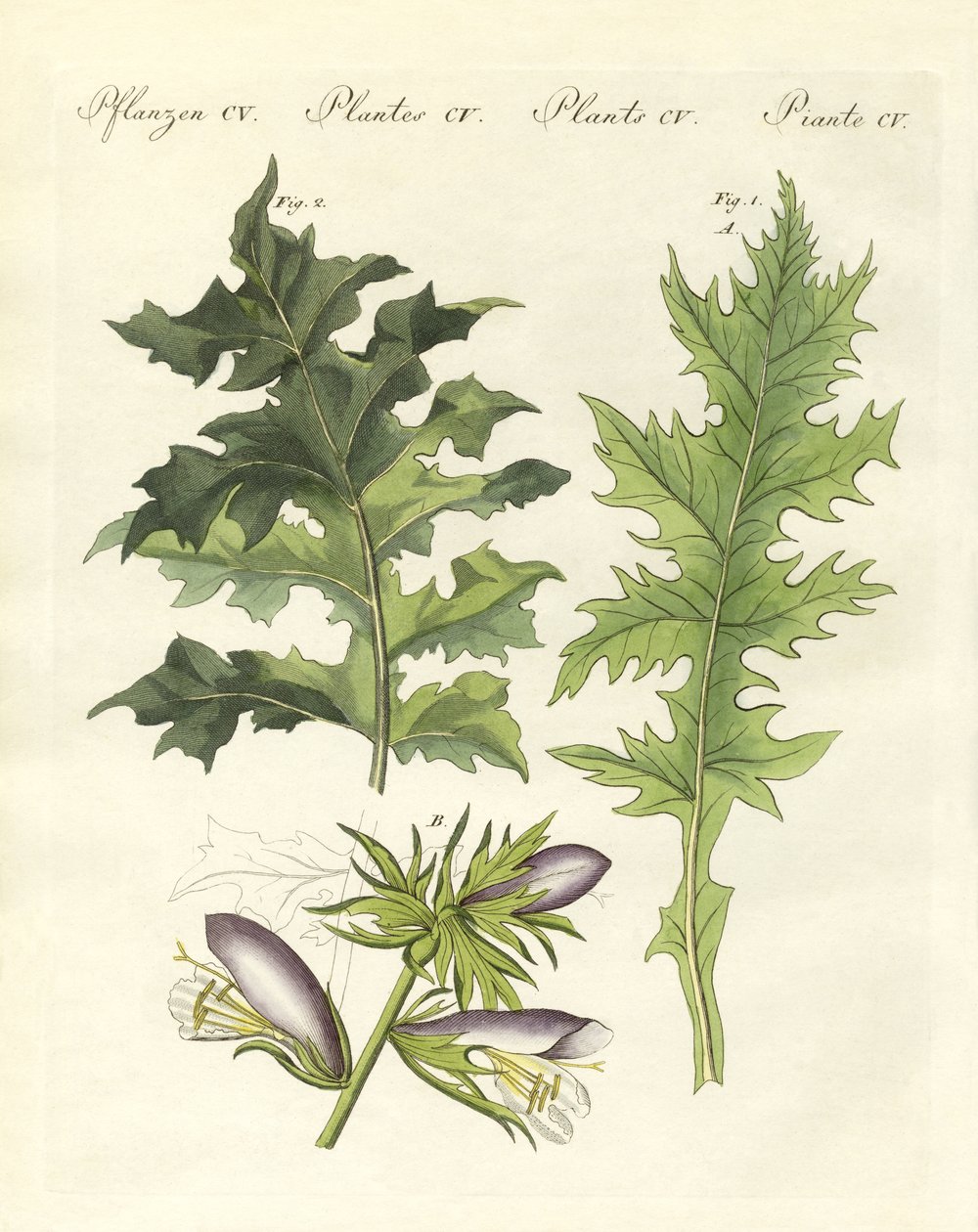 Plantas de acanto (gravura colorida) de German School