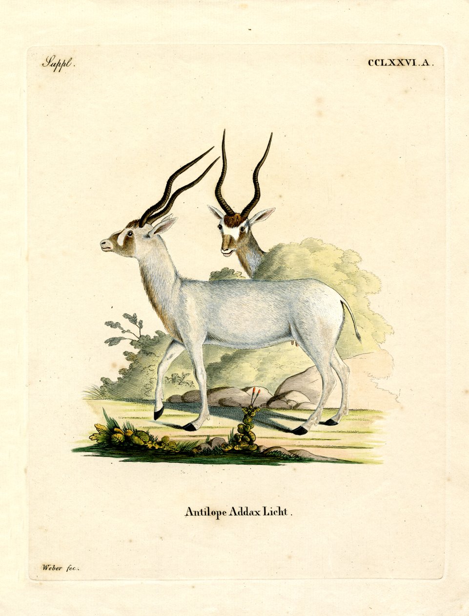 Antílope Addax (gravação a cores) de German School