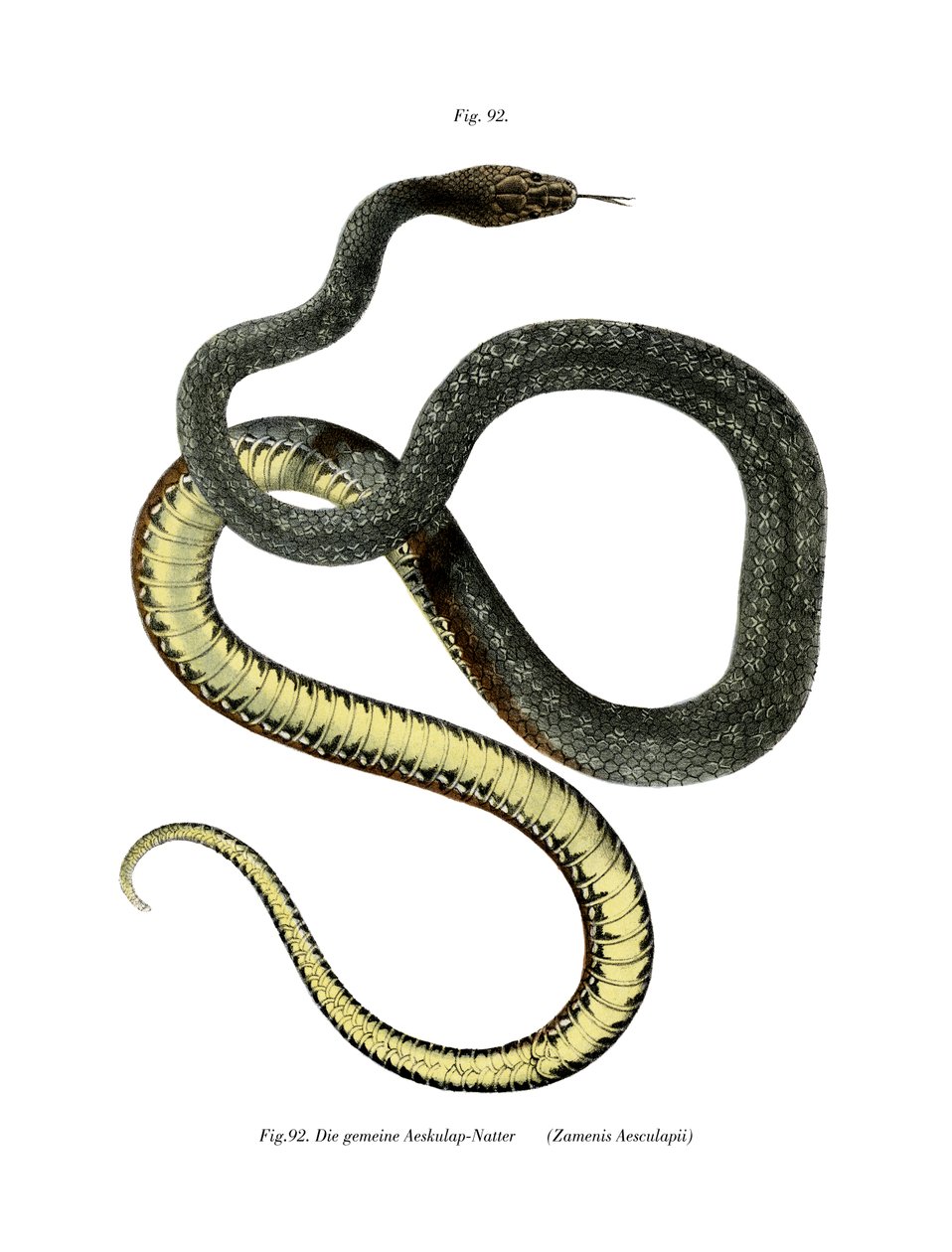 Cobra Aesculapean Snake (cor litho) de German School