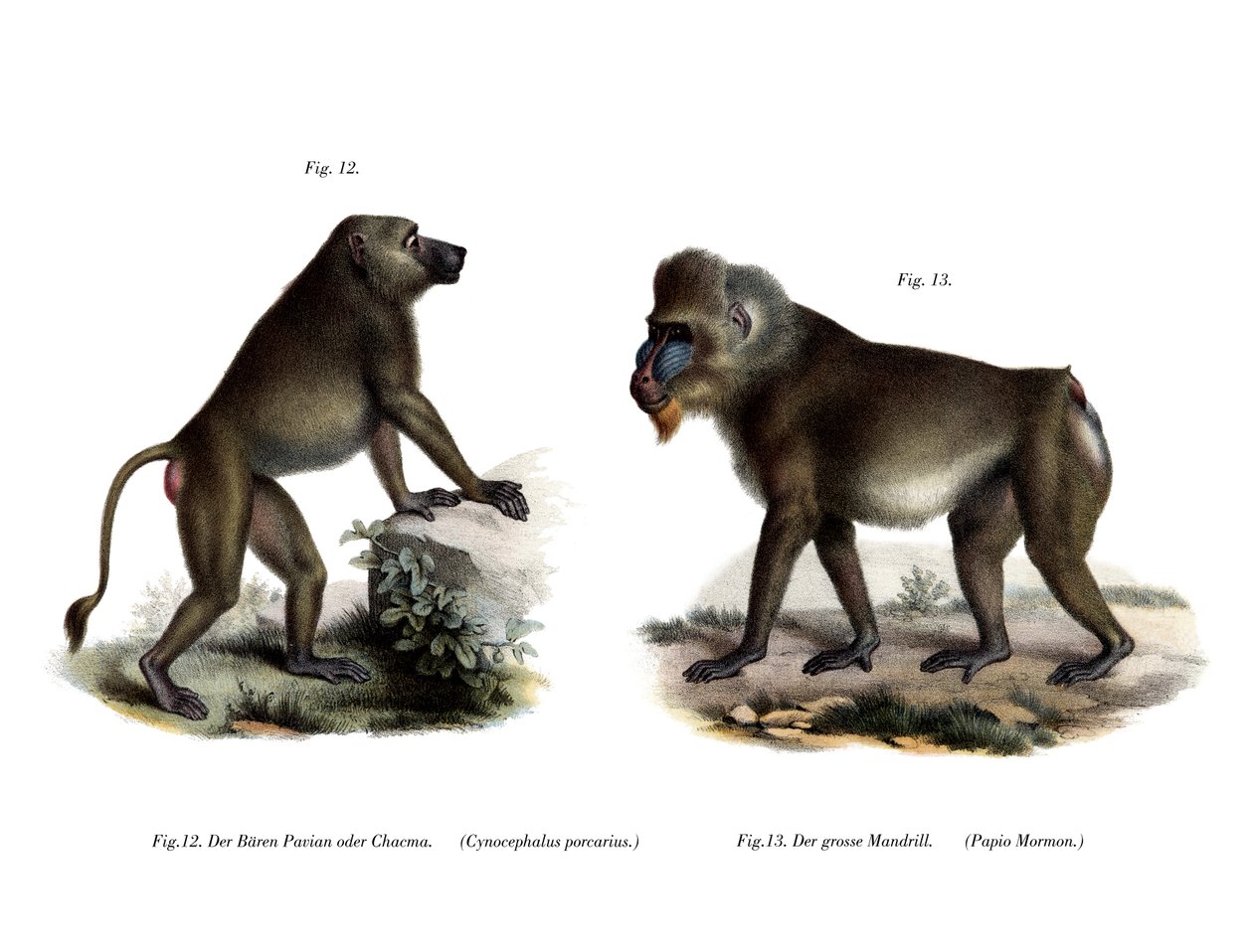 Babuíno Africano, 1860 de German School