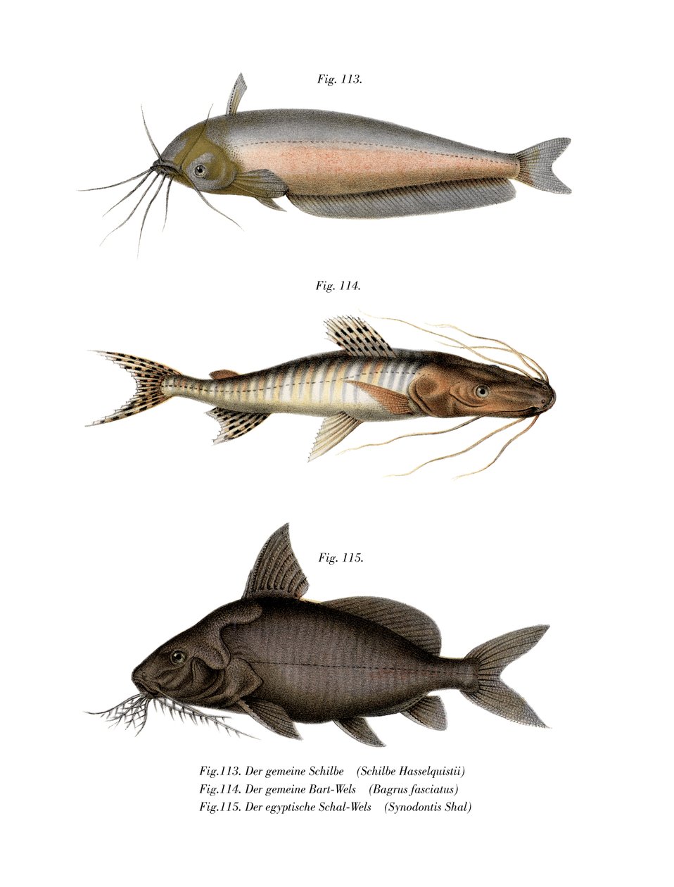 Peixe Gato Manteiga Africano (cor litho) de German School