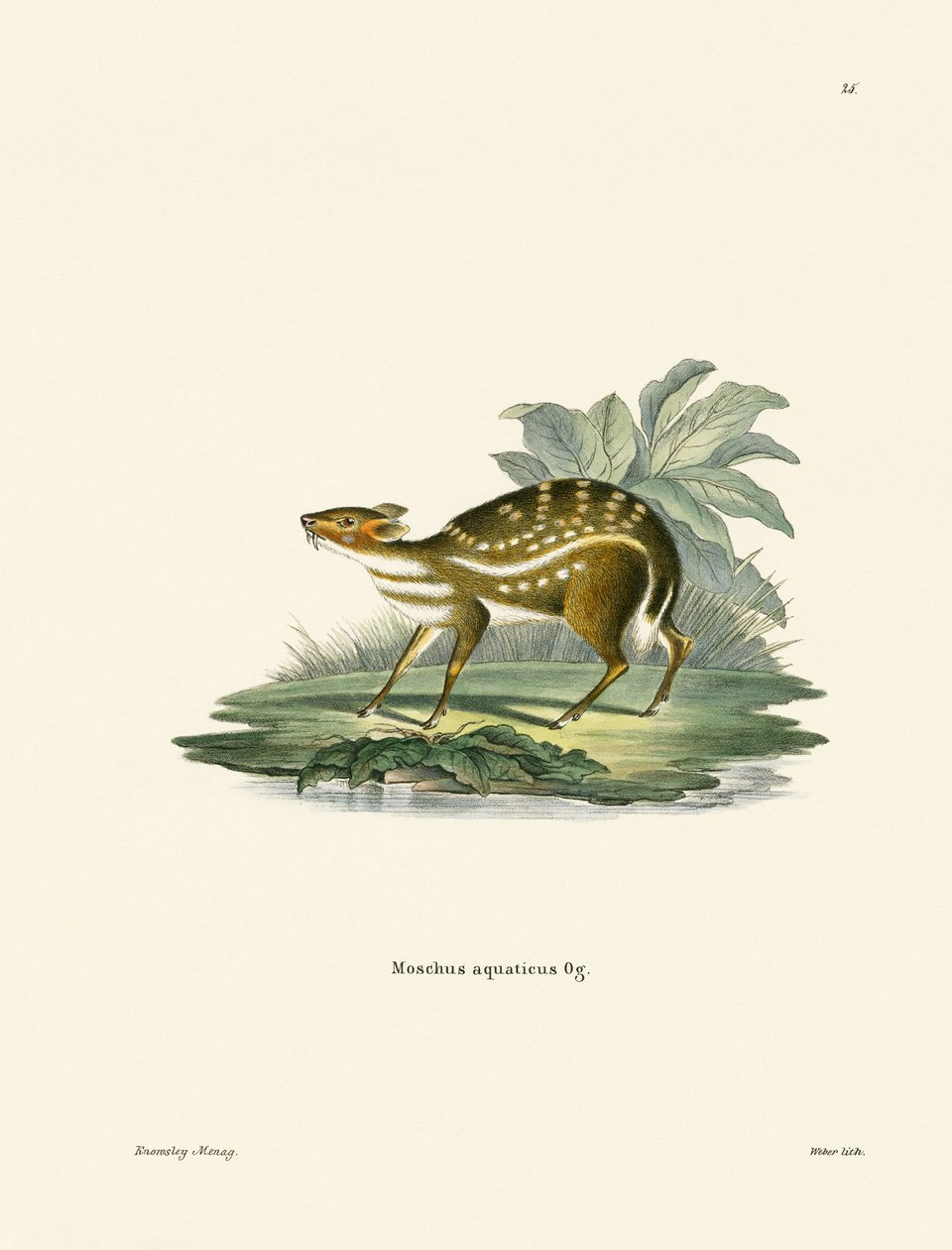 Chevrotain africano (gravura colorida) de German School
