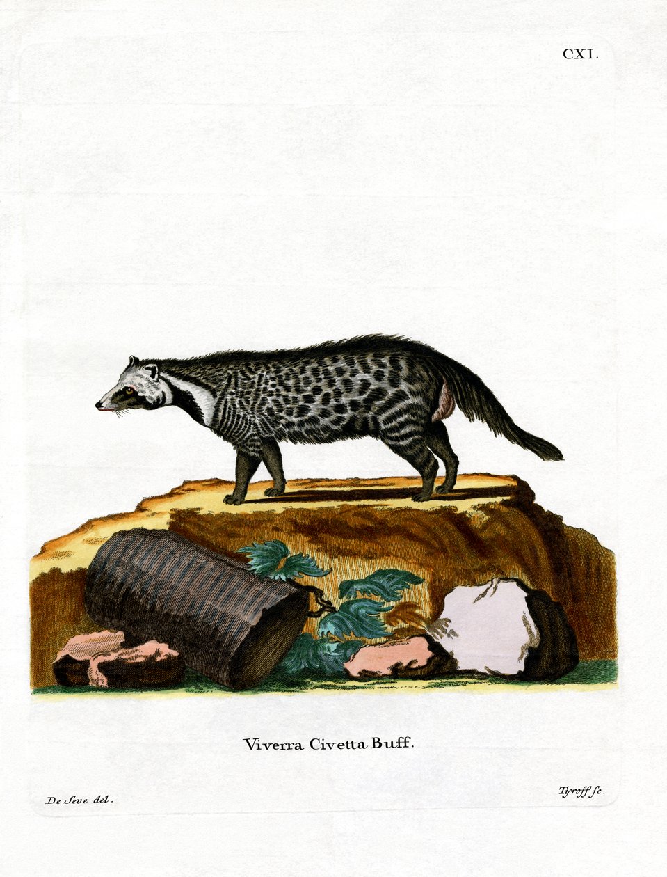 African Civet (gravura colorida) de German School