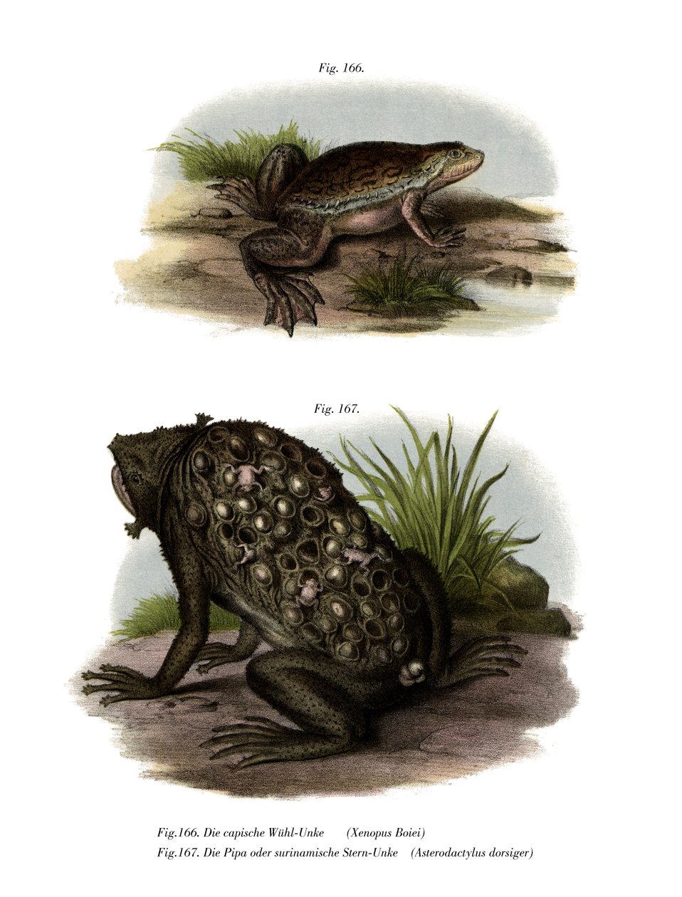 Sapo Africano de Garras (cor litho) de German School