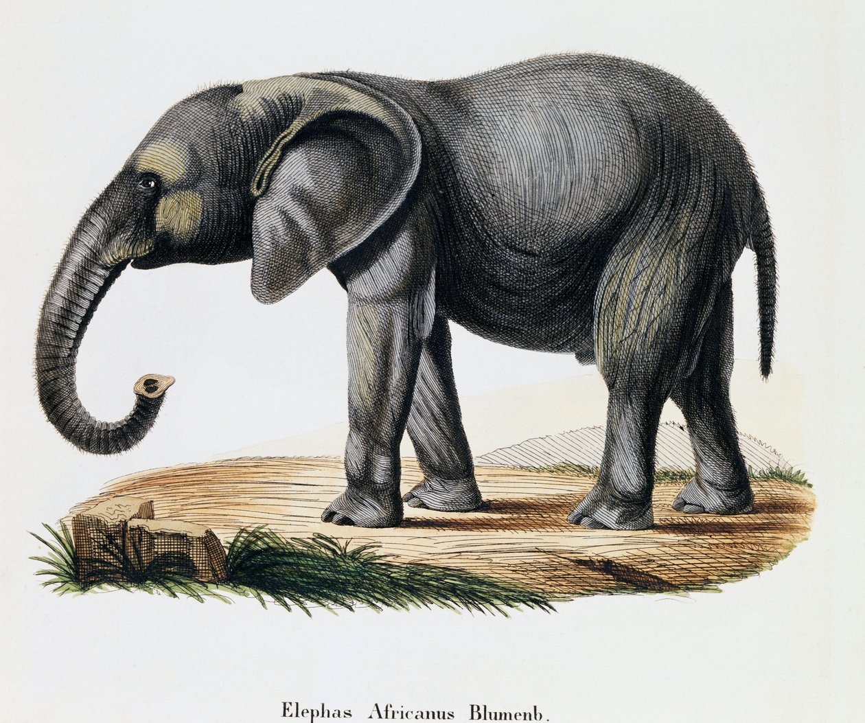 Elefante africano (Elephas africanus), de Mamíferos ilustrados da Natureza com descrições, de Johann Christian Daniel von Schreber (1739-1810), gravada por IC Bock após desenho de A Fleischmann, Alemanha de German School