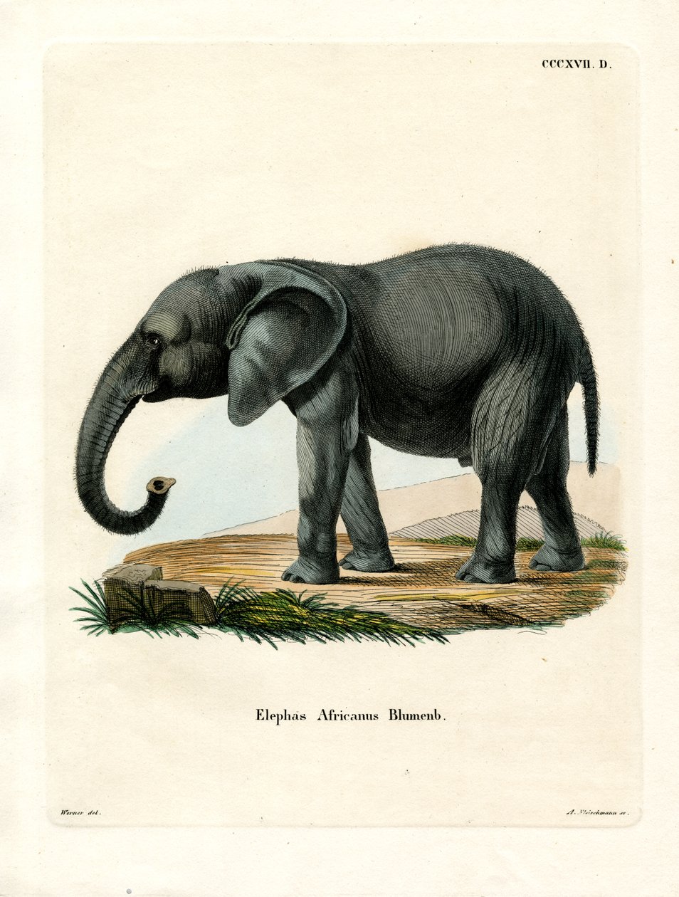 Elefante Africano (gravura colorida) de German School